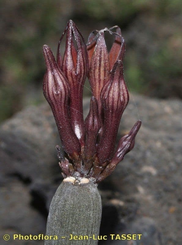 Ceropegia 7