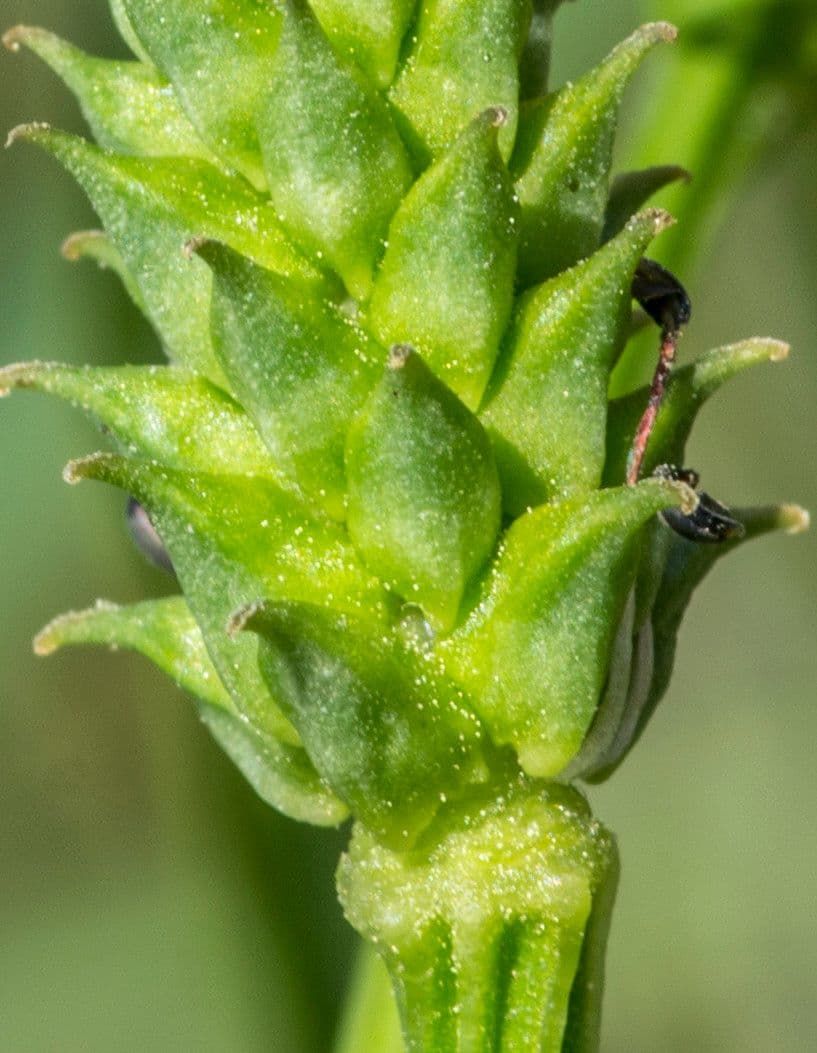 Adonide estiva 4