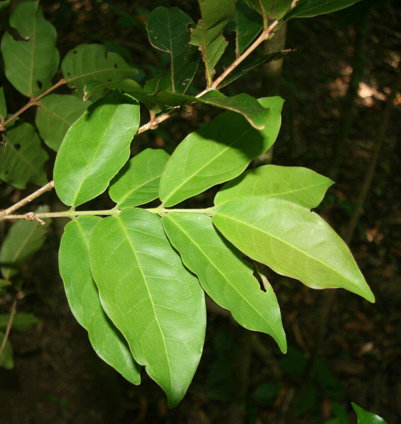 Eugenia 12