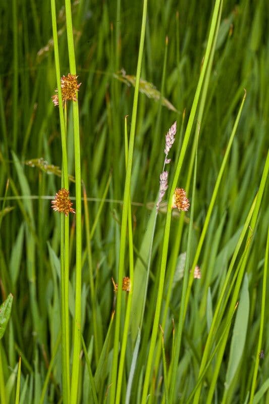 Giunco conglomerato