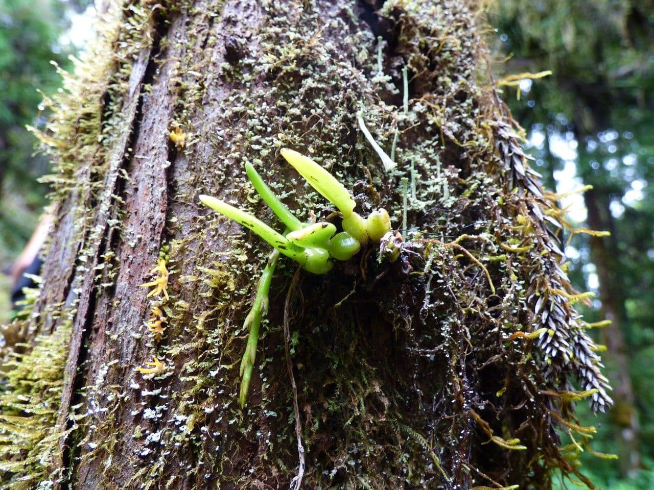 Bulbophyllum 15