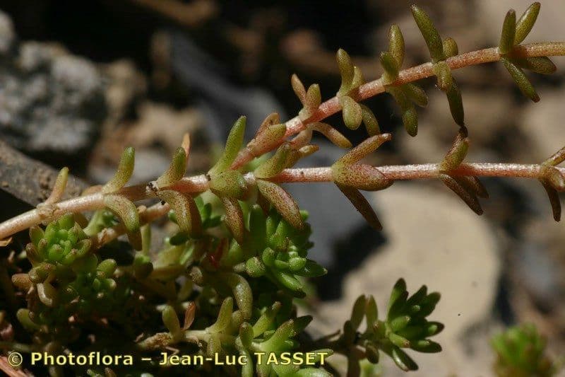 Sedum 16