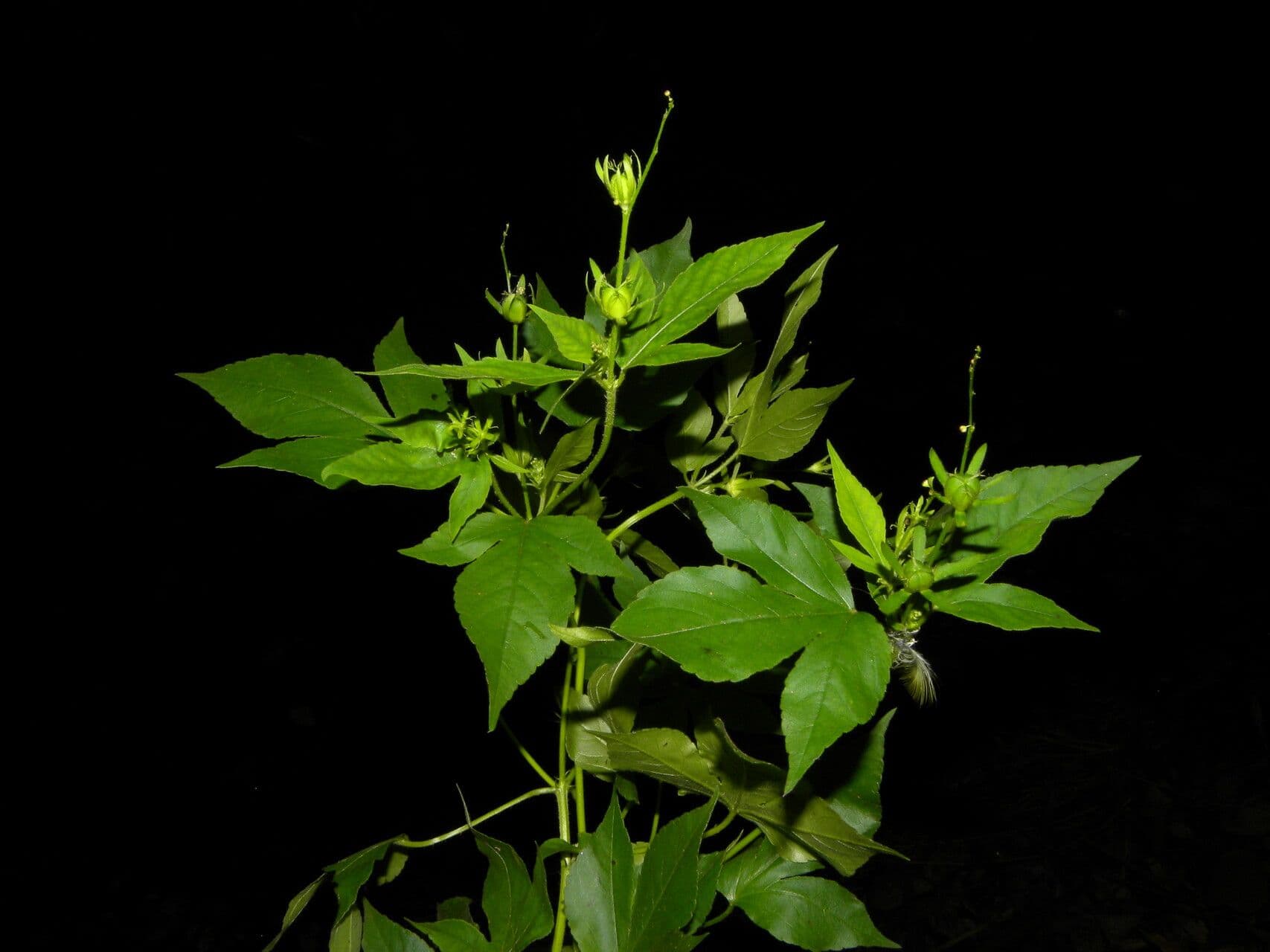 Croton lobato 6