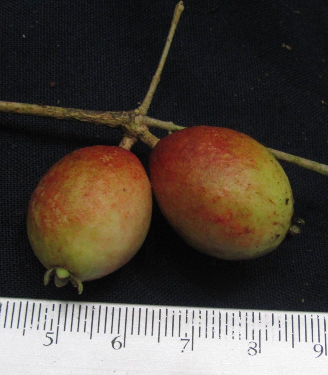 Eugenia
