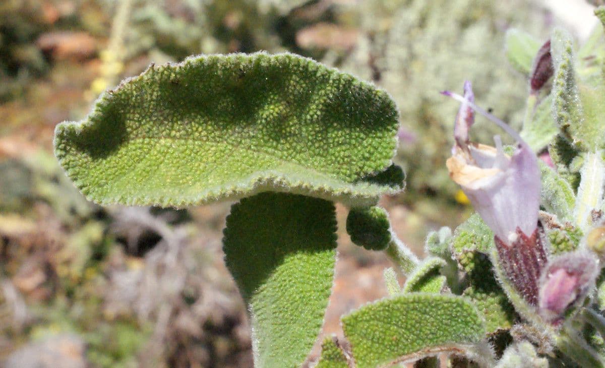 Salvia 12