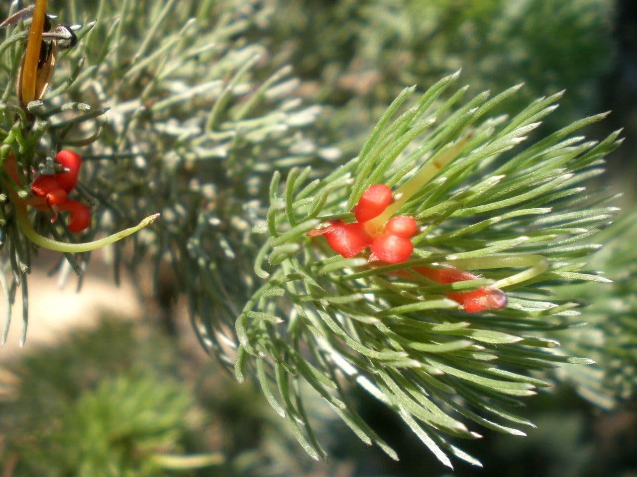 Adenanthos 2