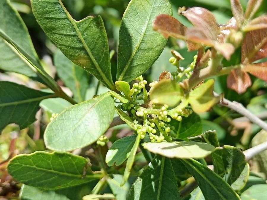 Searsia natalensis 6