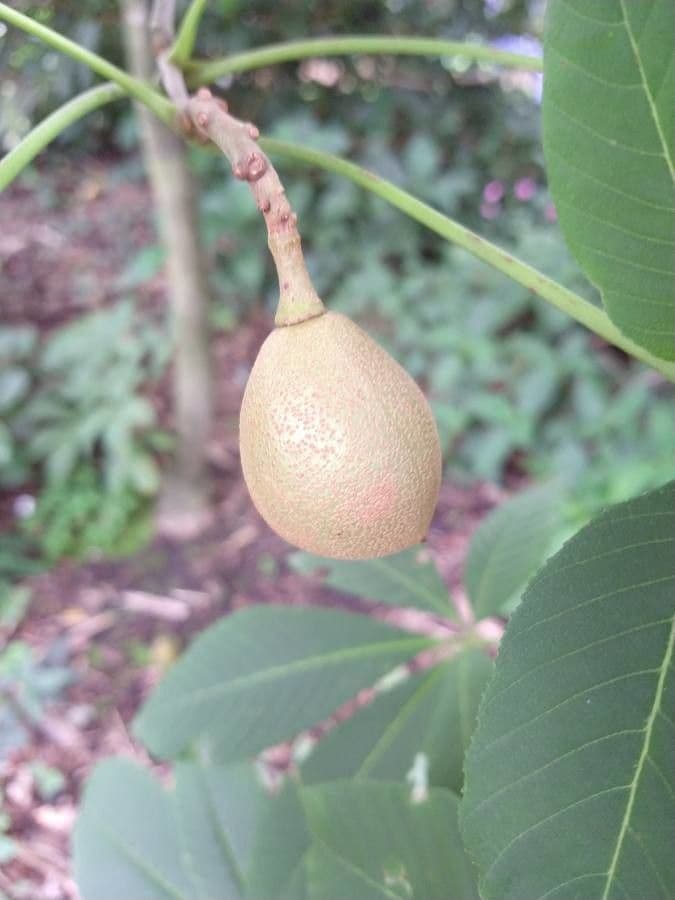 Ippocastano giallo