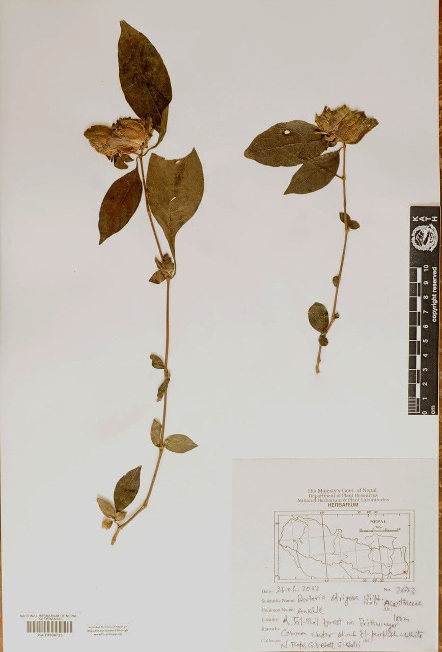 Barleria 13