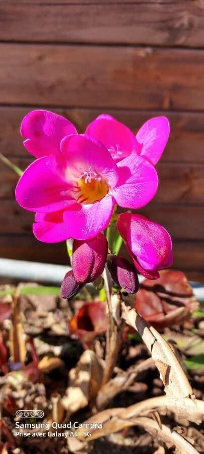 Freesia 2