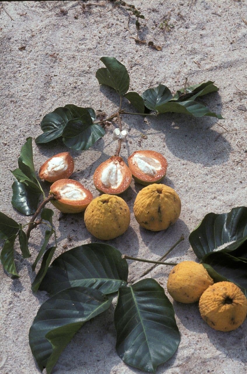 Santol 2
