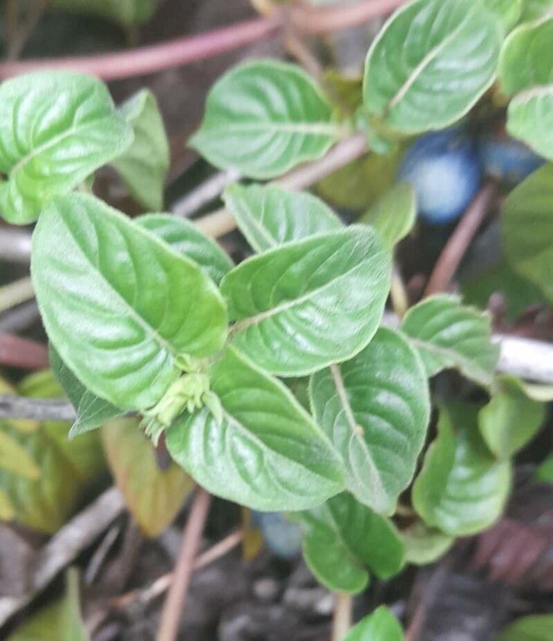 Coccocypselum 19