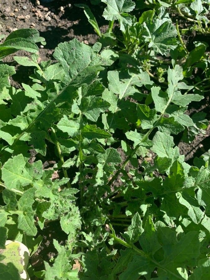 Loesels Rauke 16