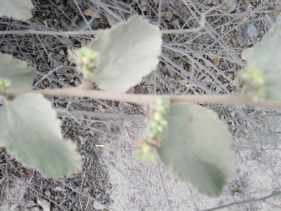 Eiförmigblättrige Waltheria 7