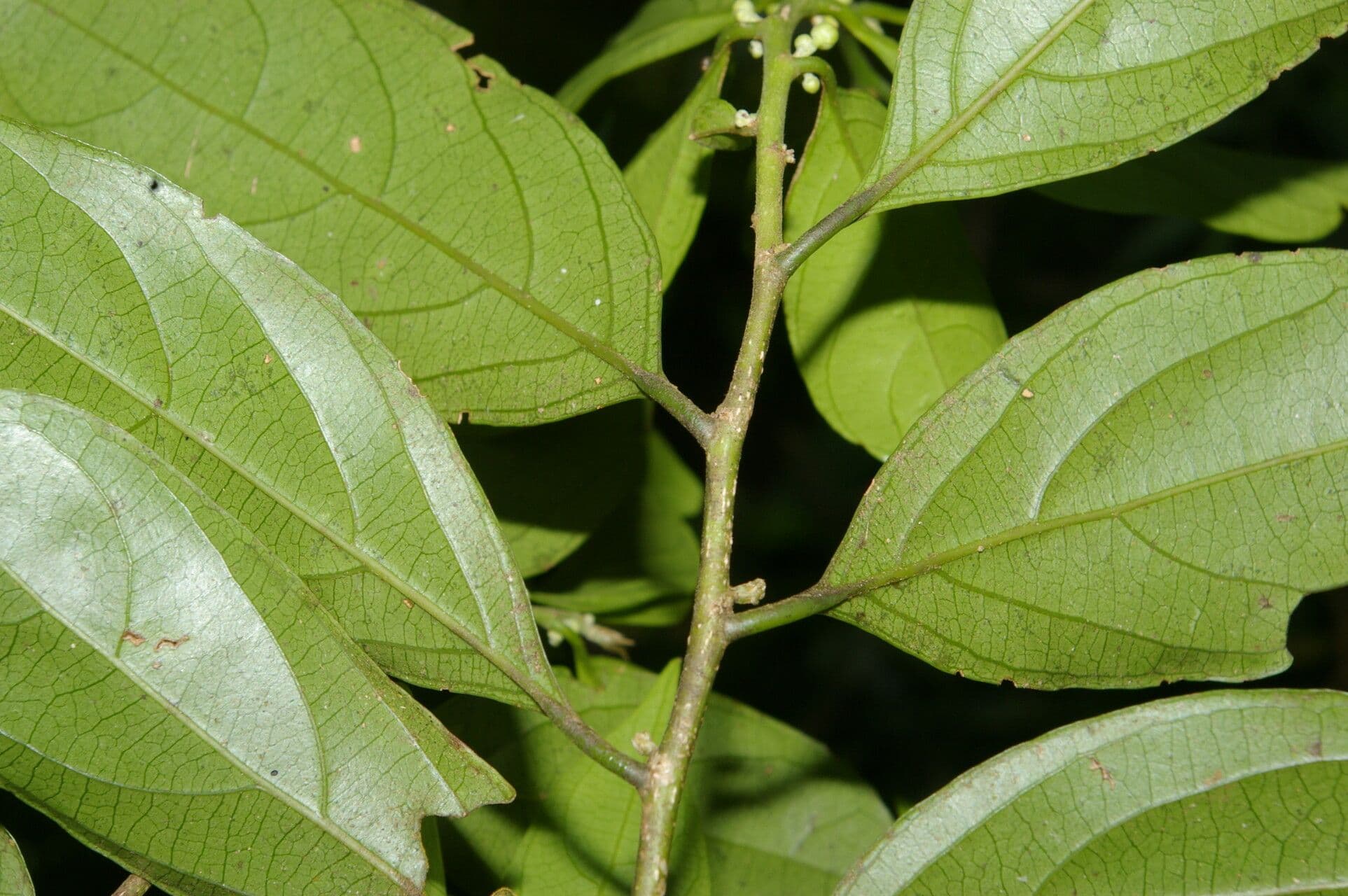 Casearia 7