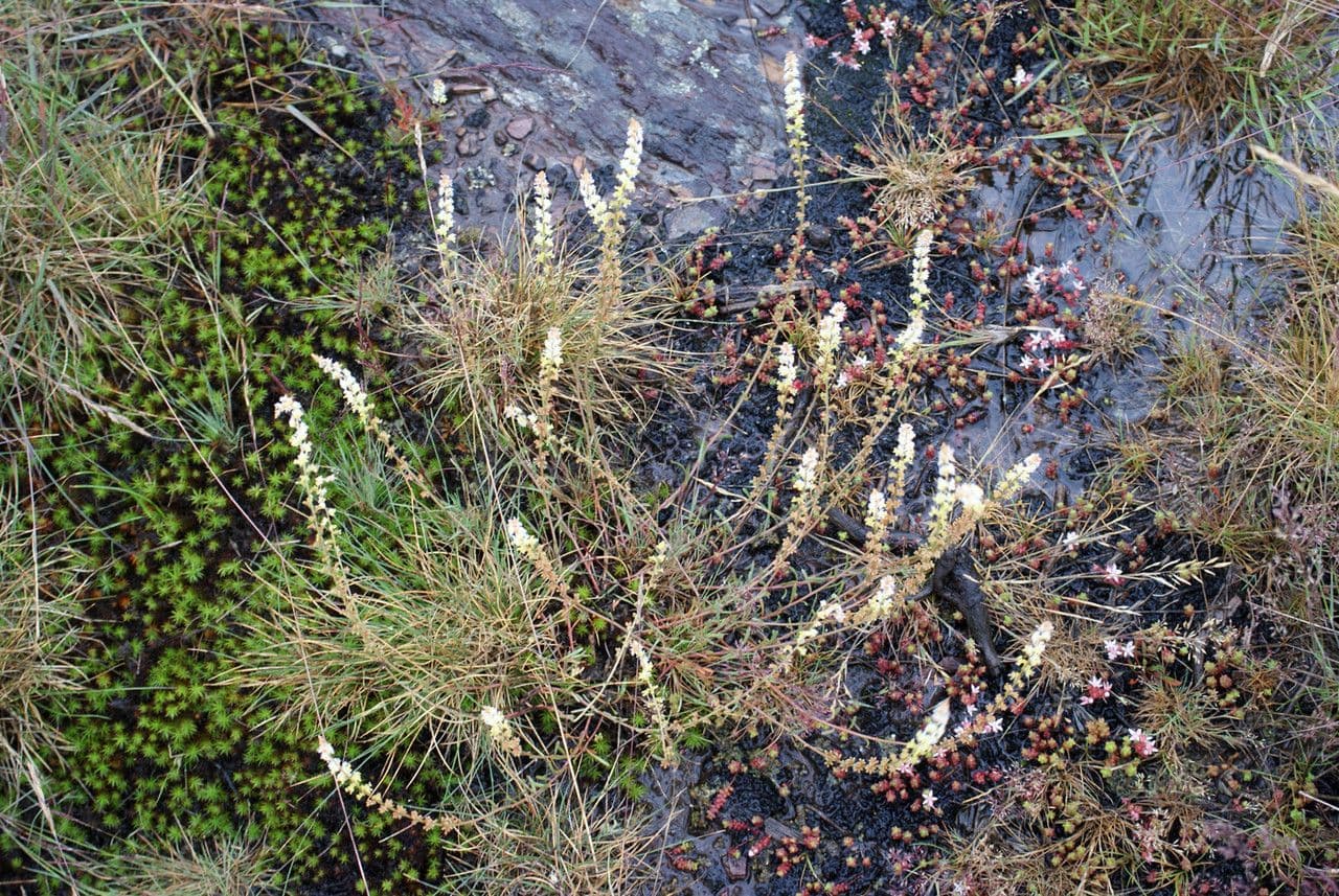 Sesamoides purpurascens 15