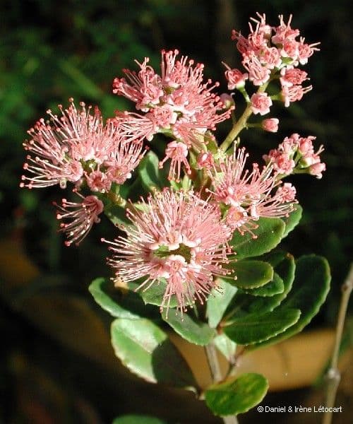 Cunonia 8