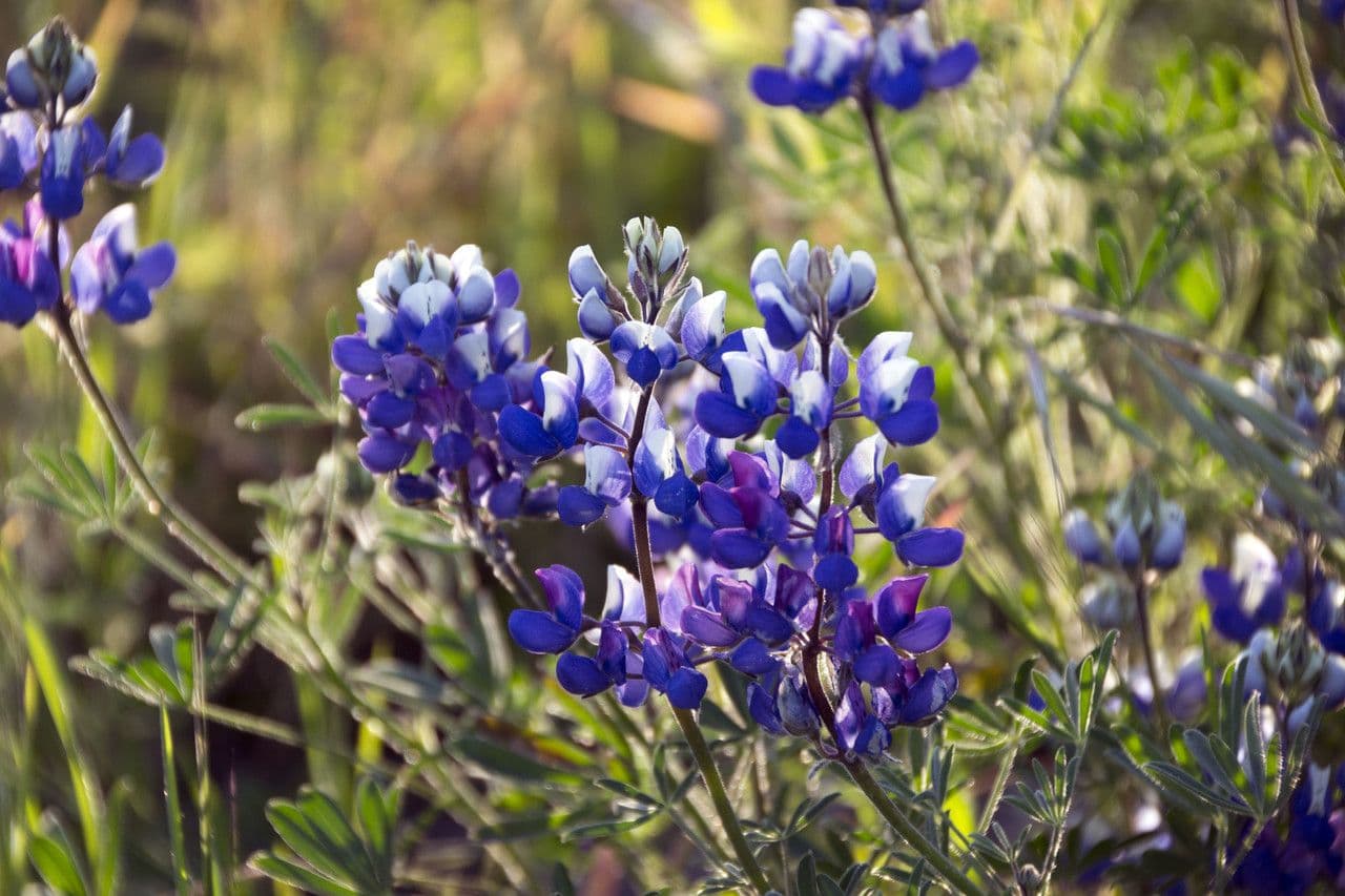 Lupinella bicolore 6