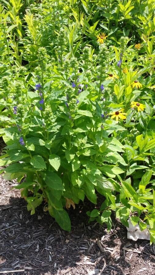 Lobelia blu 11