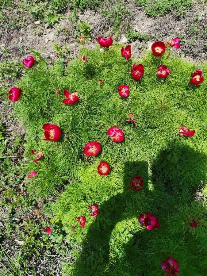 Schmalblättrige Pfingstrose 7