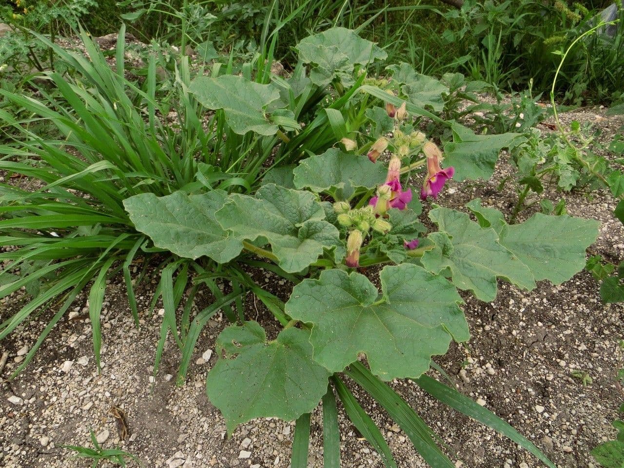 Teufelsklaue 11