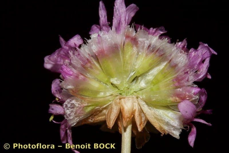 Armeria 3