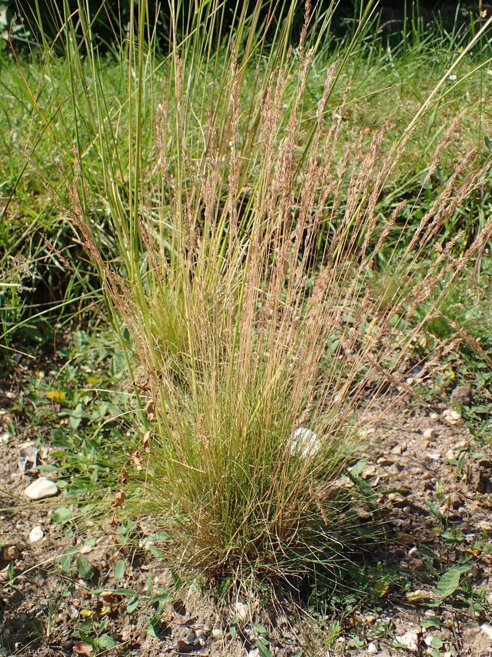 Festuca filiforme 9