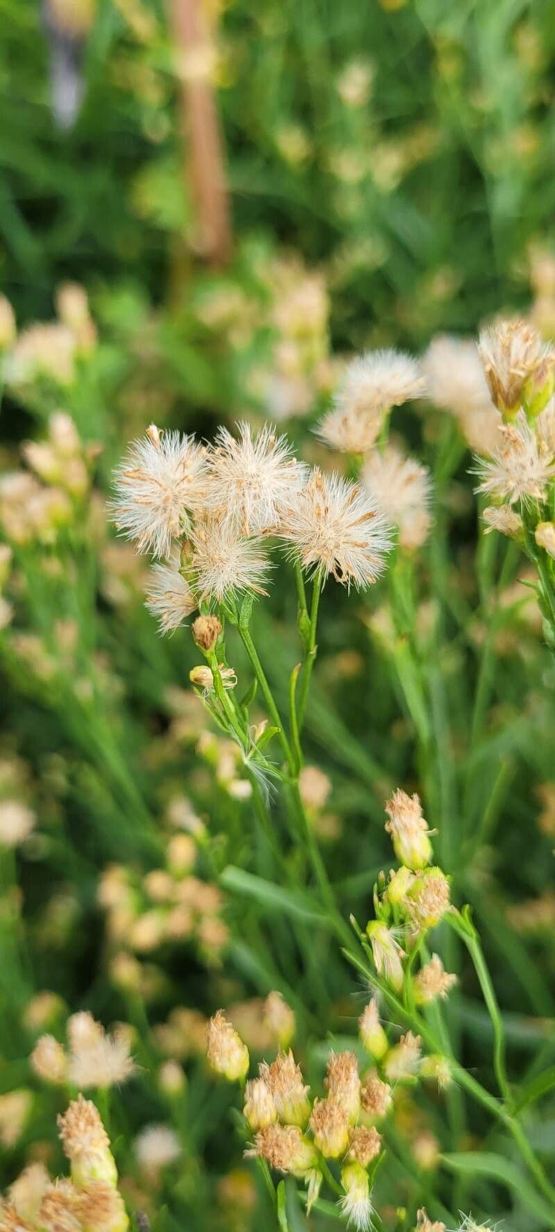 Euthamia graminifolia 4