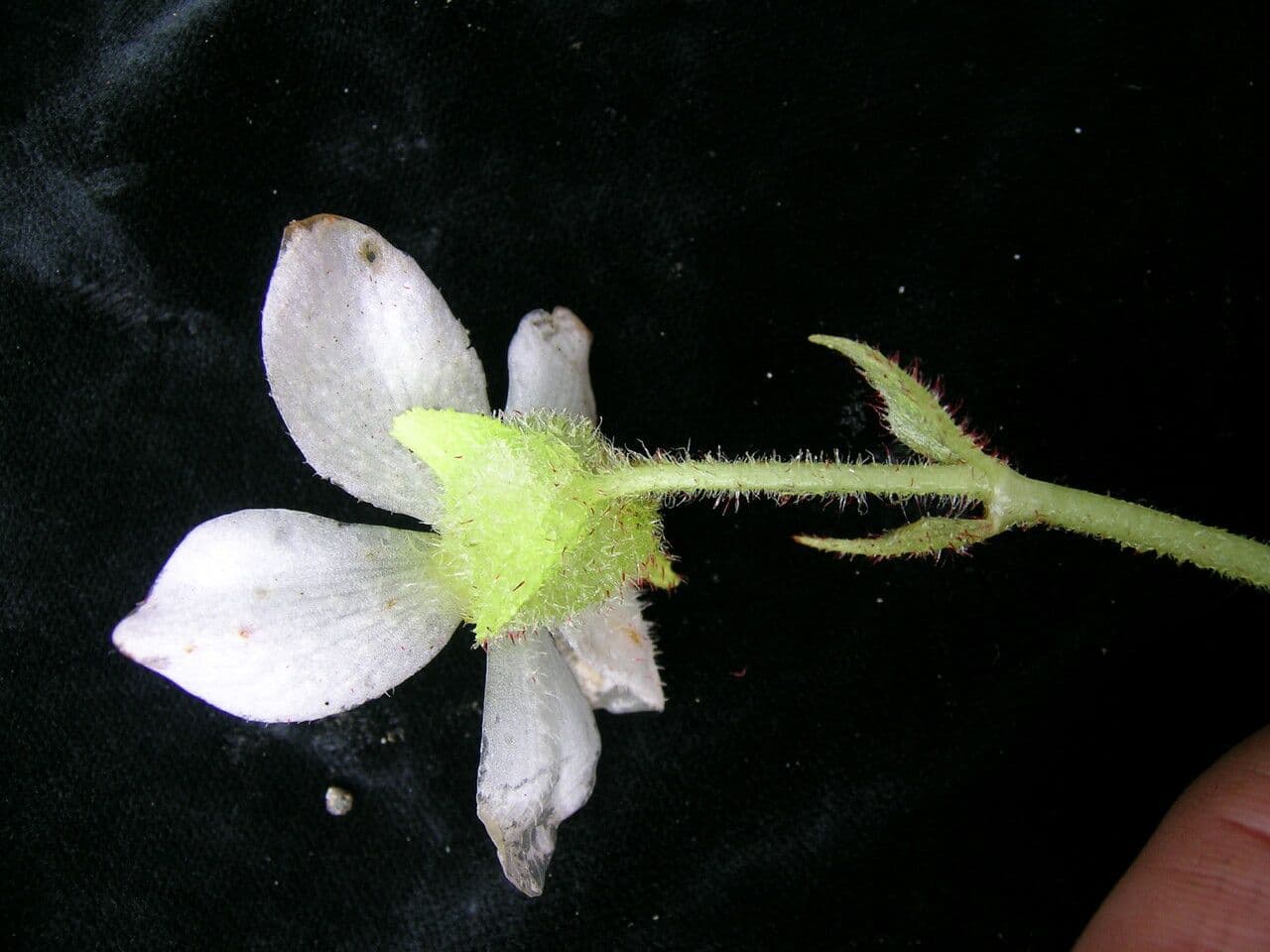 Begonia dipinta 11