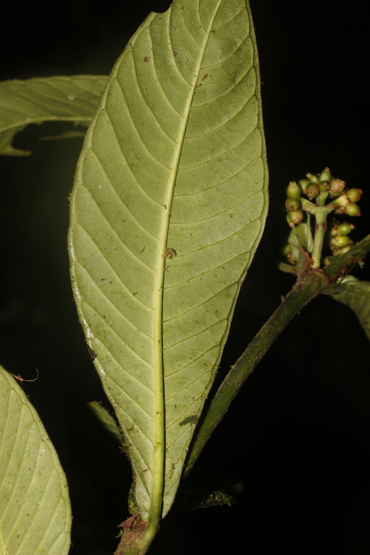 Psychotria 7
