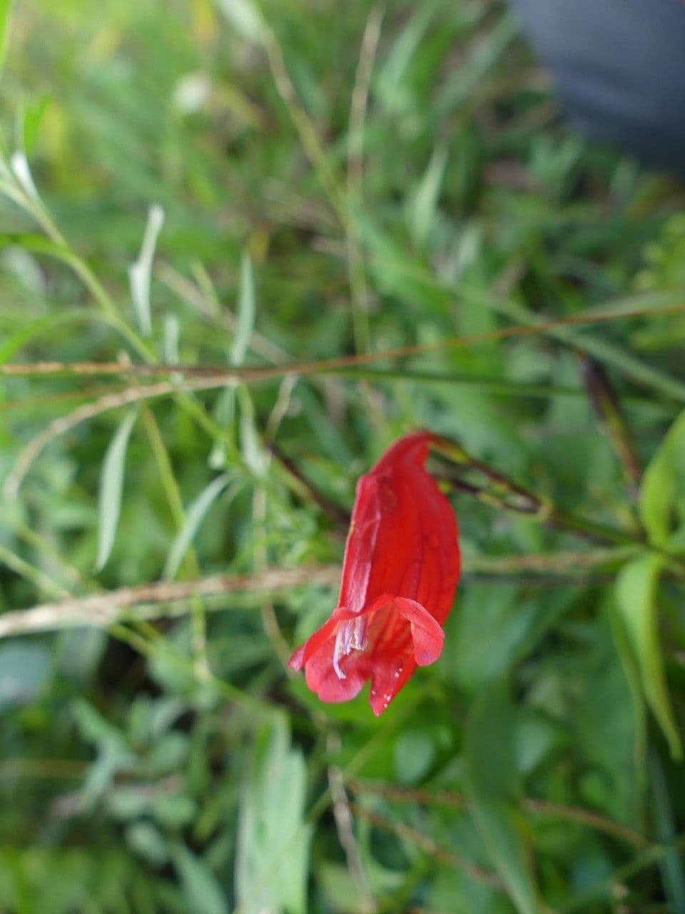 Ruellia brevifolia