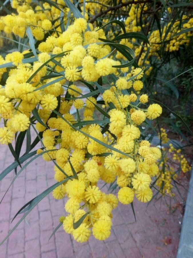 Mimosa dorata 8