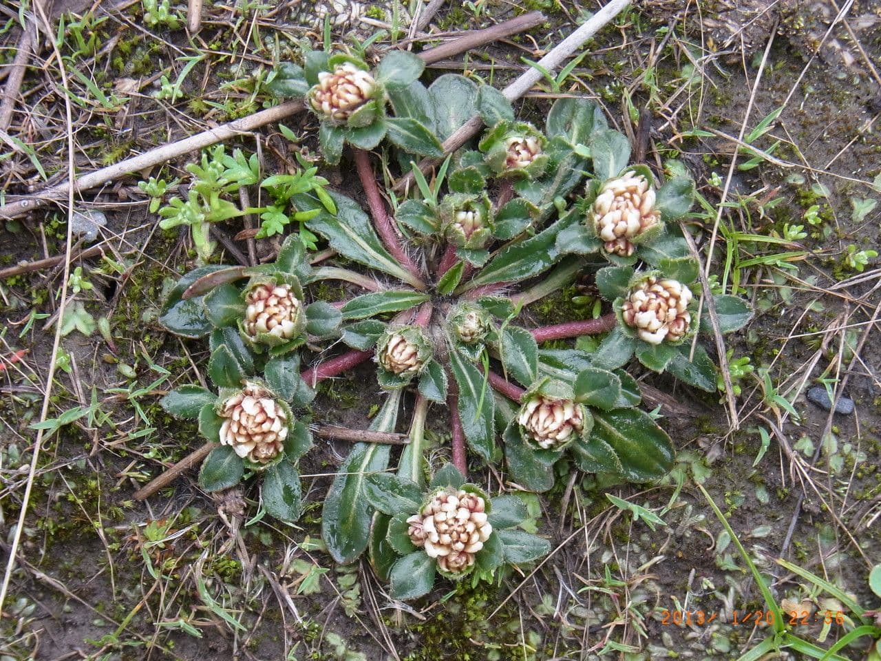Gomphrena 2