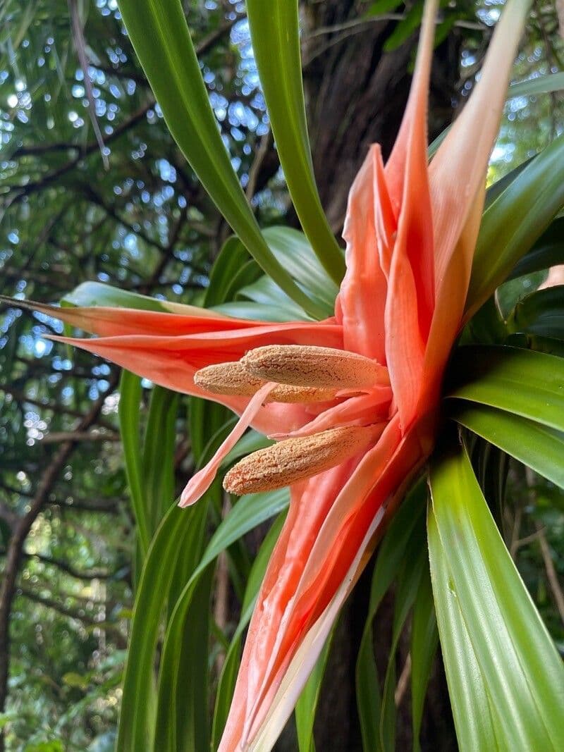 Freycinetia 8
