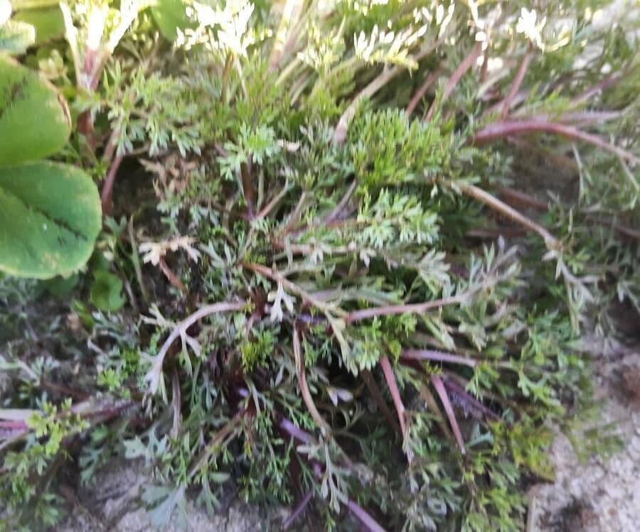 Soliva sessilis 6