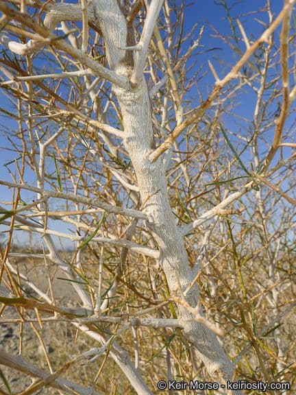 Psorothamnus schottii 18