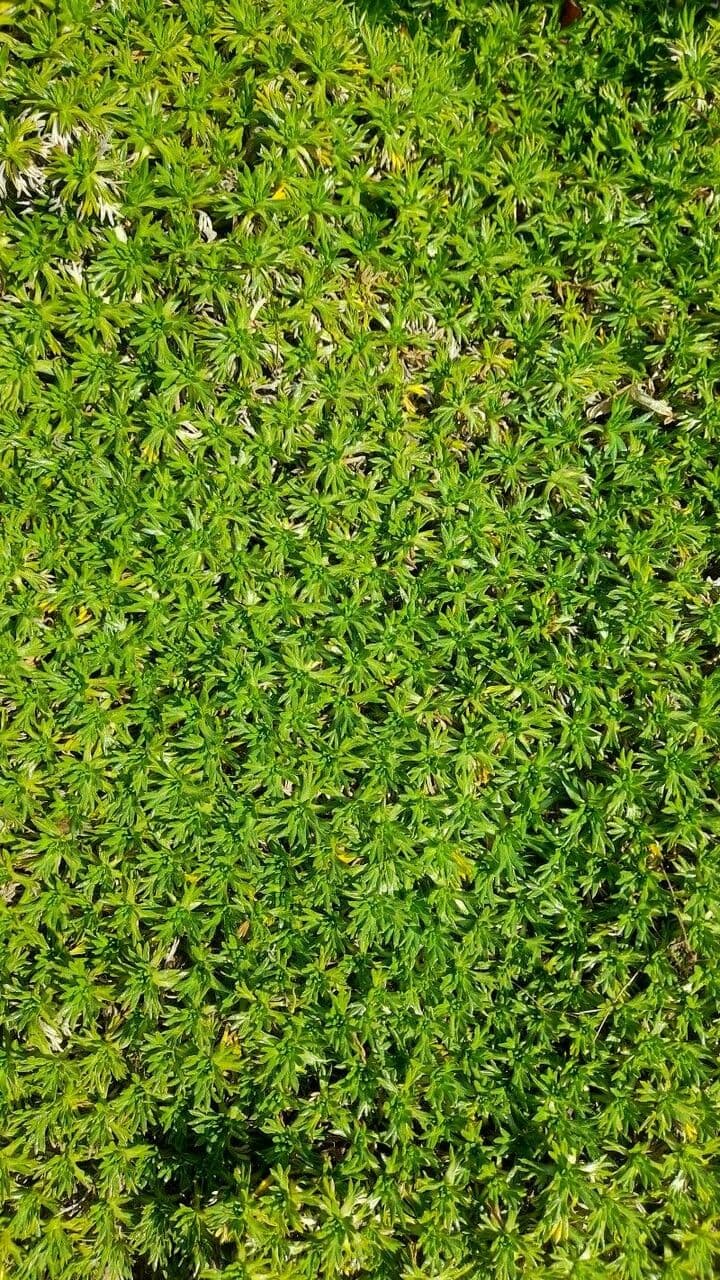 Azorella 13