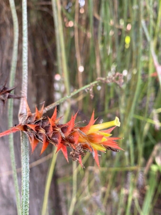 Acanthostachys 2