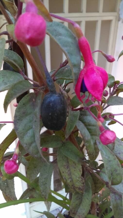 Fuchsien 3