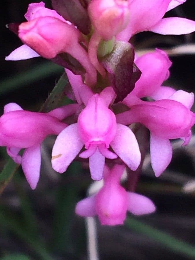 Satyrium