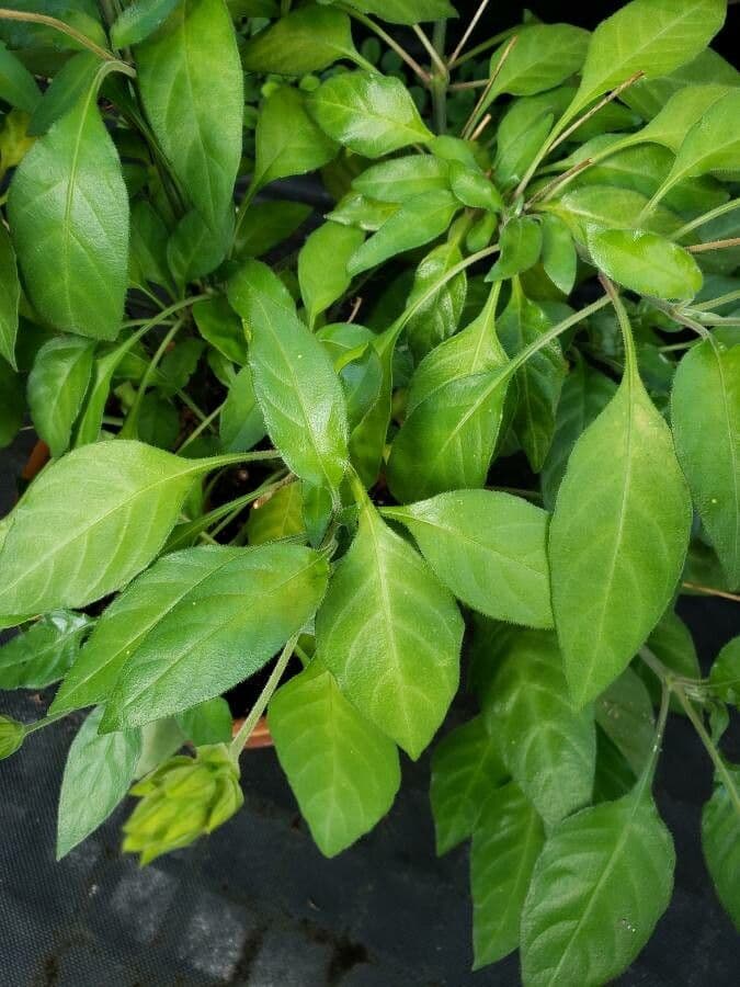 Crossandra 6
