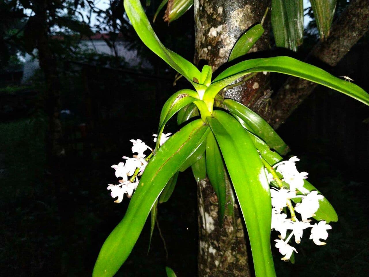 Aerides 9