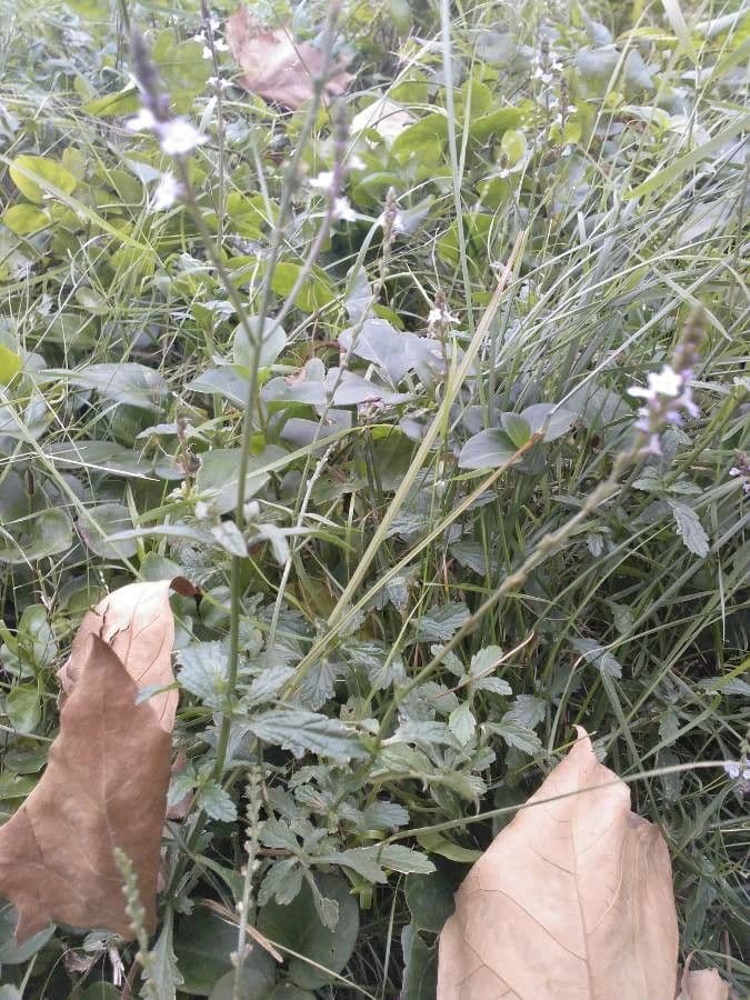 Verbena comune 27