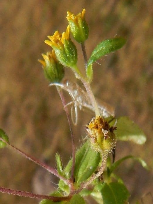 Jaegeria hirsuta 3