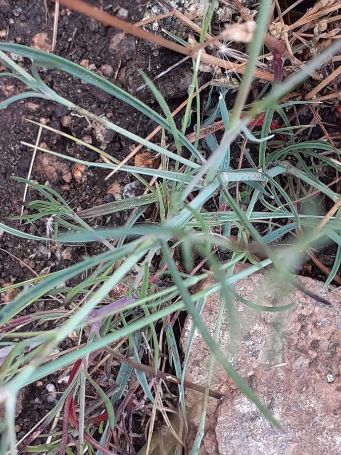Silene portensis 13