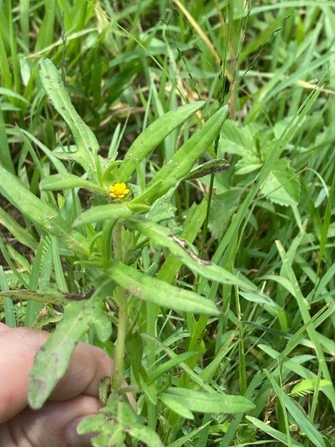 Melampodium sericeum 3