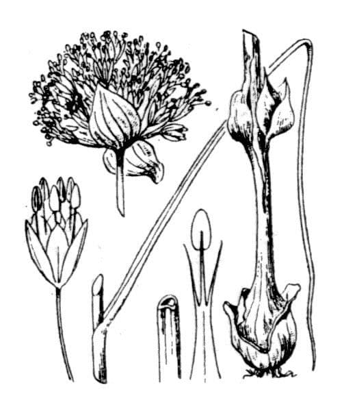 Aglio testatonda 26
