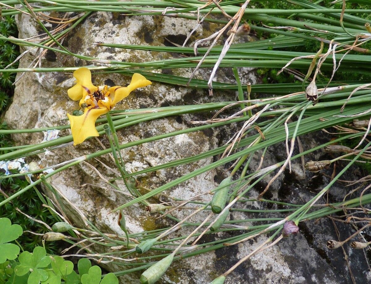 Cypella 9
