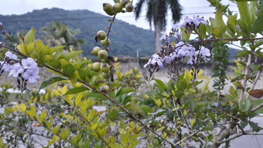 Duranta erecta 14