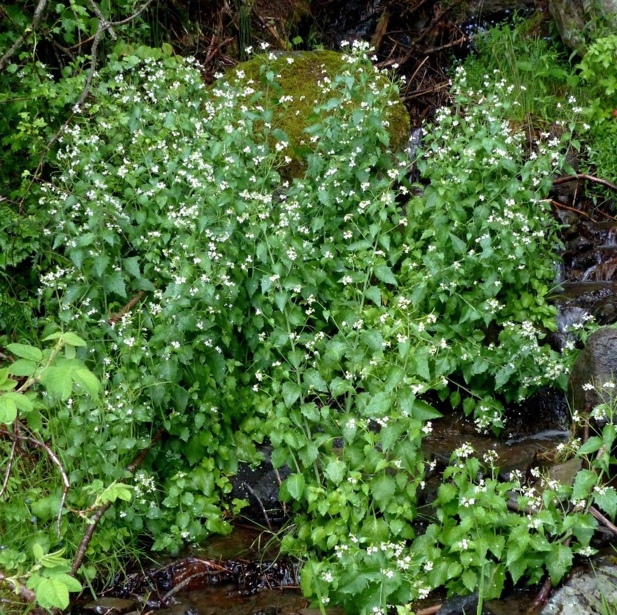 Arabidopsis cebennensis 7